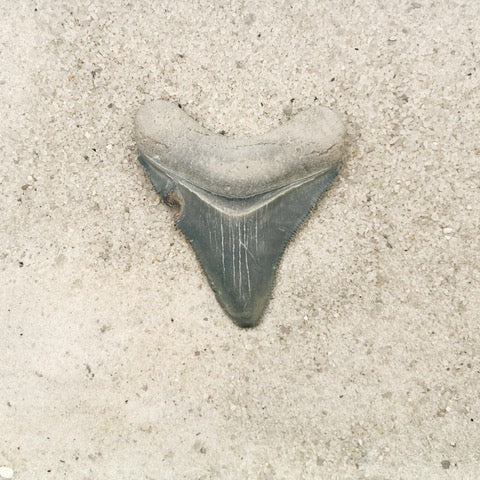 2.22" Megalodon from Bone Valley, FL