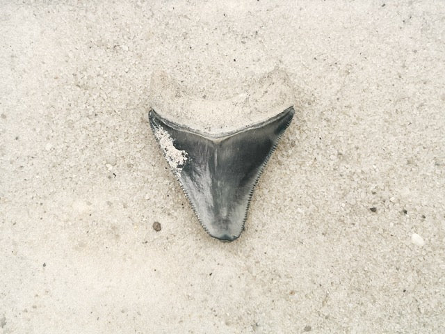 2.29" Megalodon from Bone Valley, FL