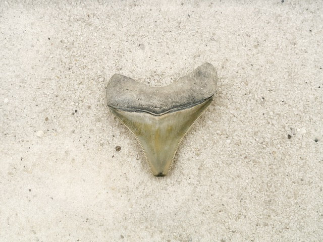 2.20" Megalodon from Bone Valley, FL