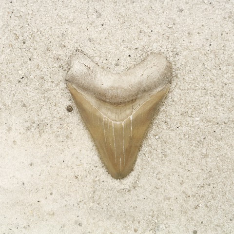 2.42" Megalodon from Bone Valley, FL