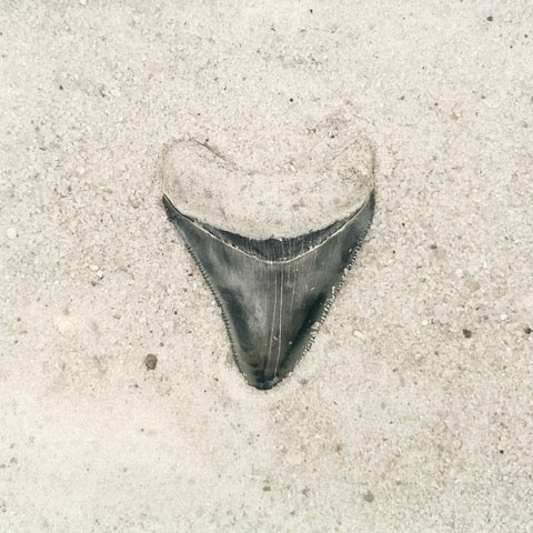 2.29" Megalodon from Bone Valley, FL