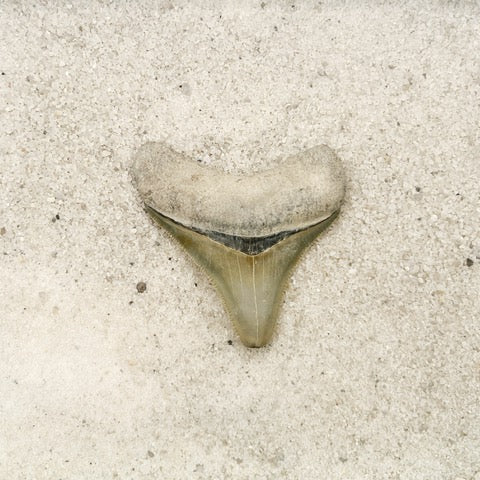 2.20" Megalodon from Bone Valley, FL